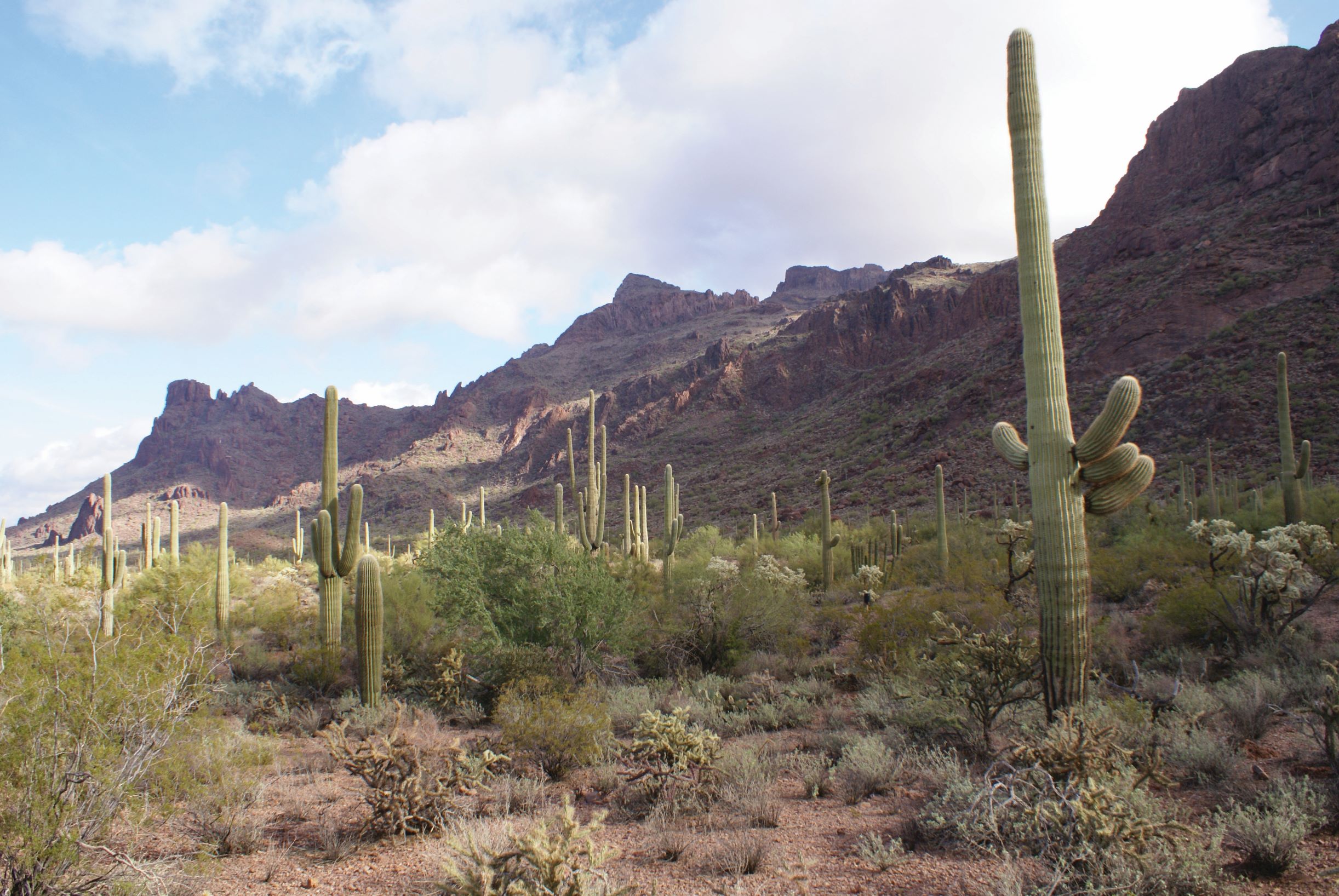An Excerpt From 'The Saguaro Cactus: A Natural History