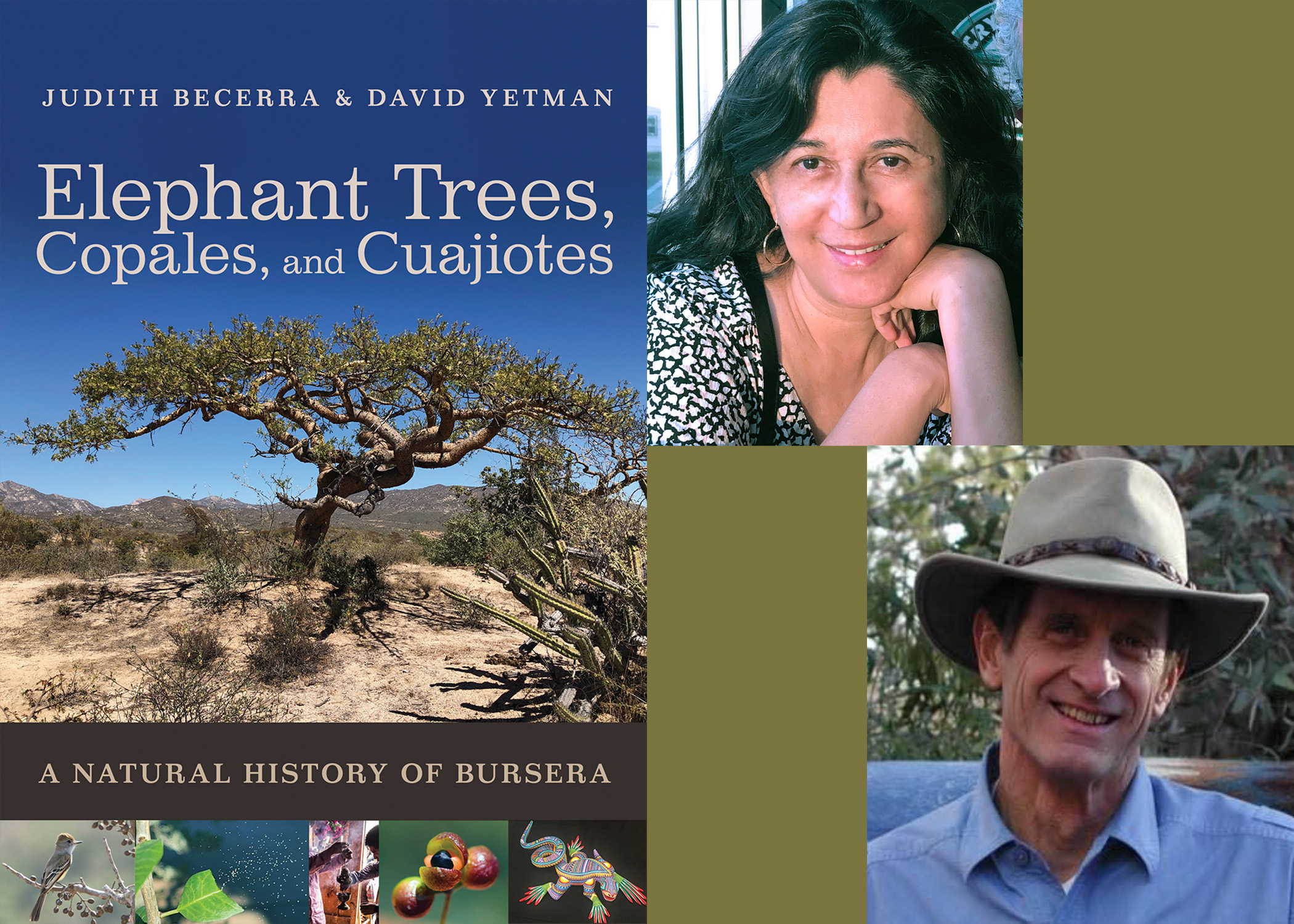 Book cover with photo of Elephant Tree and author photos of Judith Becerra and David Yetman