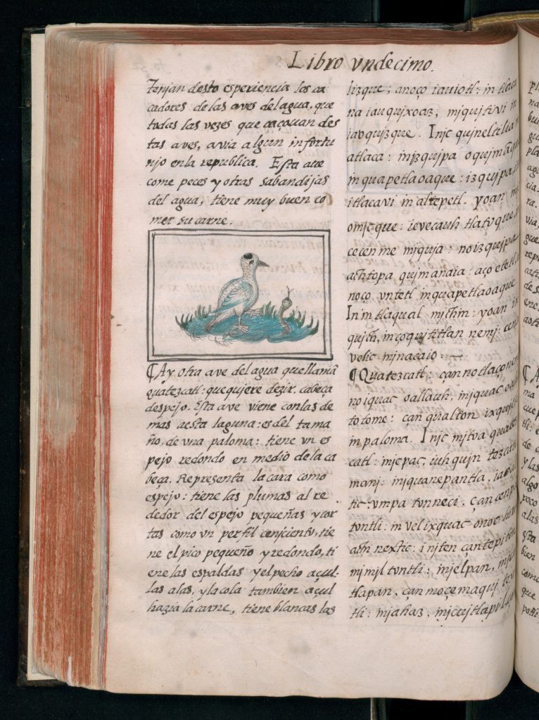 page from florentine codex with drawing of a bird and text 