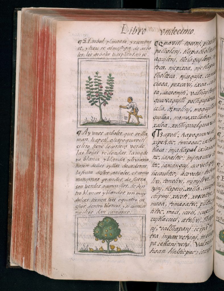 page from florentine codex with drawing of a tree and a person, a drawing of a different tree, and text