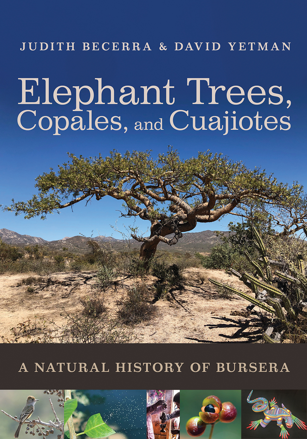 Elephant Trees, Copales, and Cuajiotes