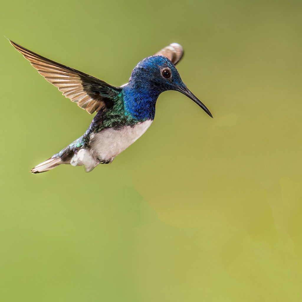 Hummingbird in flight