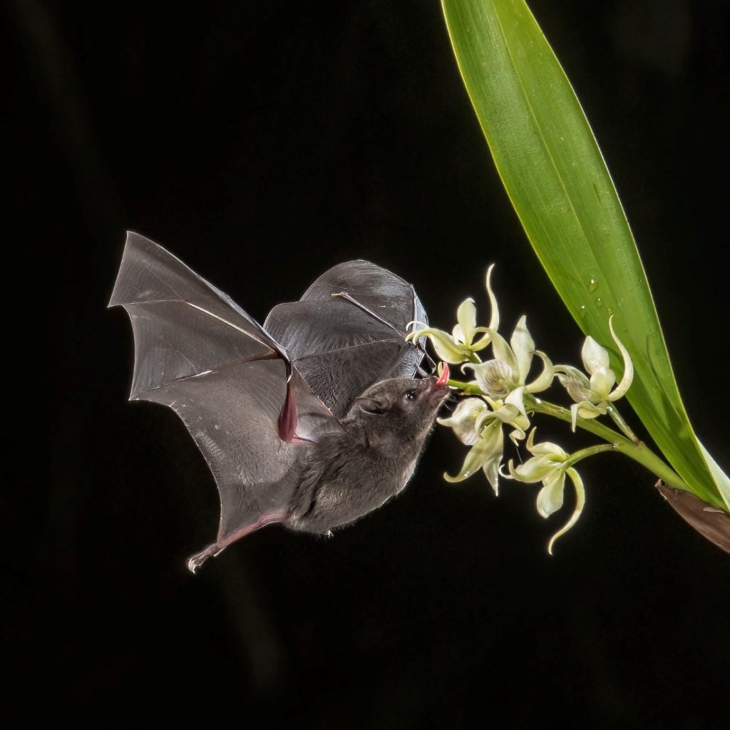 Bat hovering of flowers