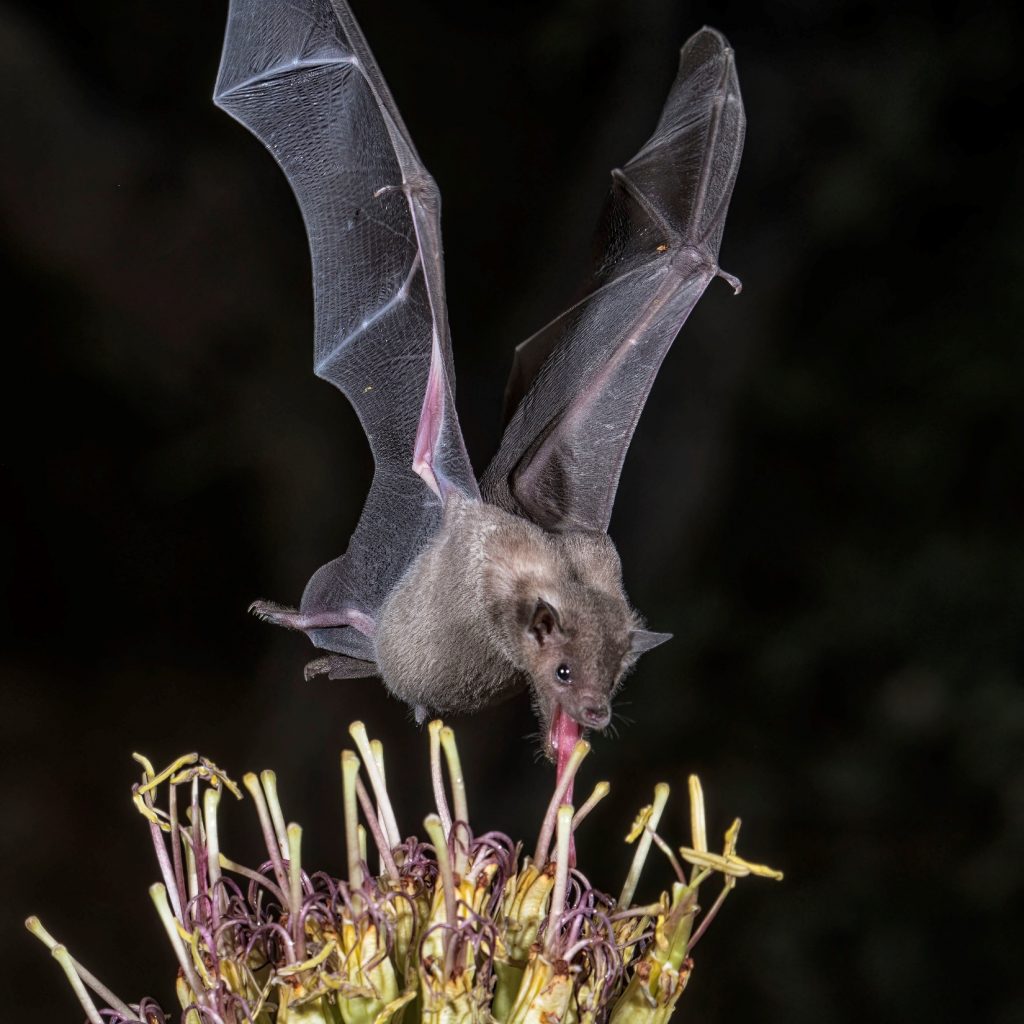 Nectar-feeding bat hovering over flowers.