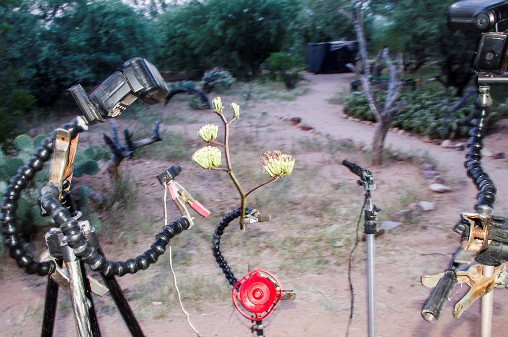 Photographer set up for photography bats