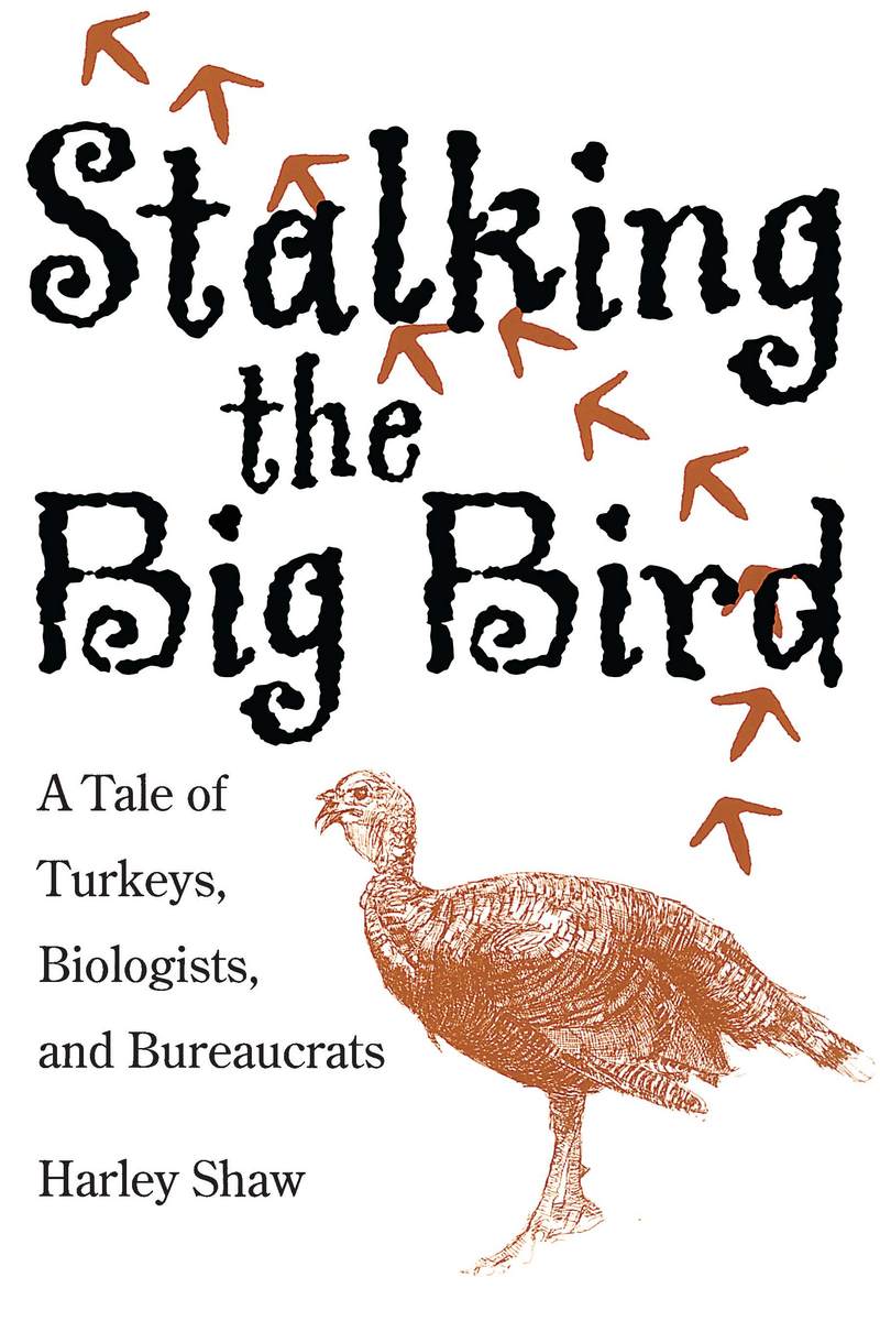 Stalking the Big Bird